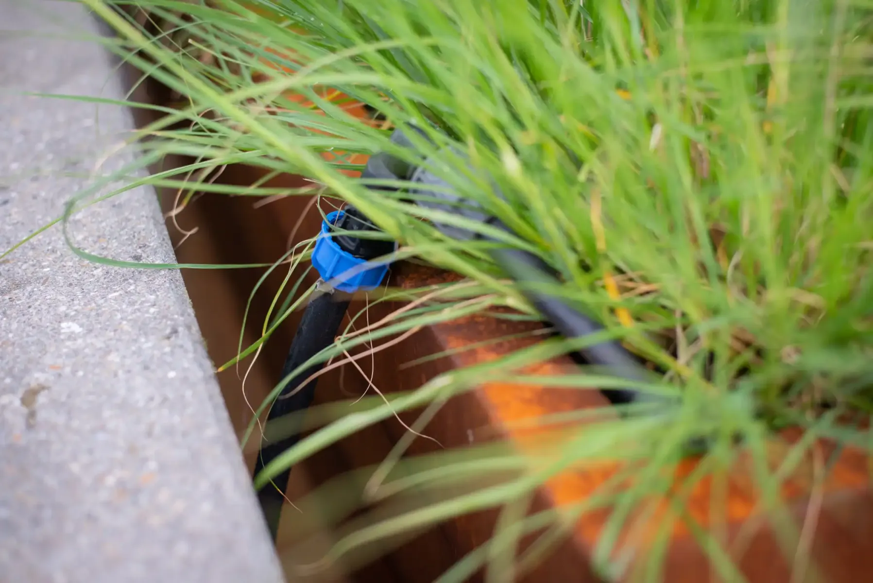 beregening planten